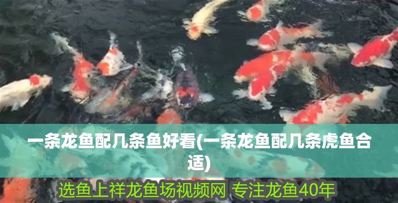 一條龍魚配幾條魚好看(一條龍魚配幾條虎魚合適)