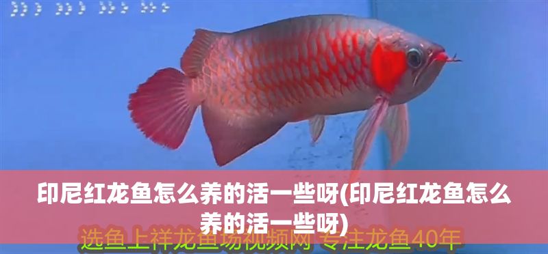 印尼紅龍魚怎么養的活一些呀(印尼紅龍魚怎么養的活一些呀) 紅龍魚百科 第1張 印尼紅龍魚怎么養的活一些呀(印尼紅龍魚怎么養的活一些呀) 印尼紅龍魚怎么養的活一些呀(印尼紅龍魚怎么養的活一些呀) 紅龍魚百科 第1張