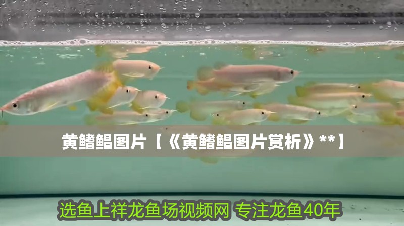 黃鰭鯧圖片【《黃鰭鯧圖片賞析》**】