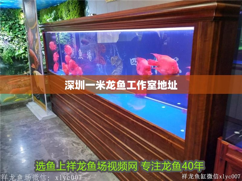 深圳一米龍魚工作室地址 深圳一米龍魚工作室地址 錦鯉魚百科 第1張