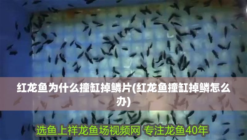 紅龍魚(yú)為什么撞缸掉鱗片(紅龍魚(yú)撞缸掉鱗怎么辦)