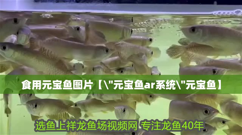龍魚干蝦有營養嗎 食用元寶魚圖片【\ 食用元寶魚圖片【 食用元寶魚圖片【\