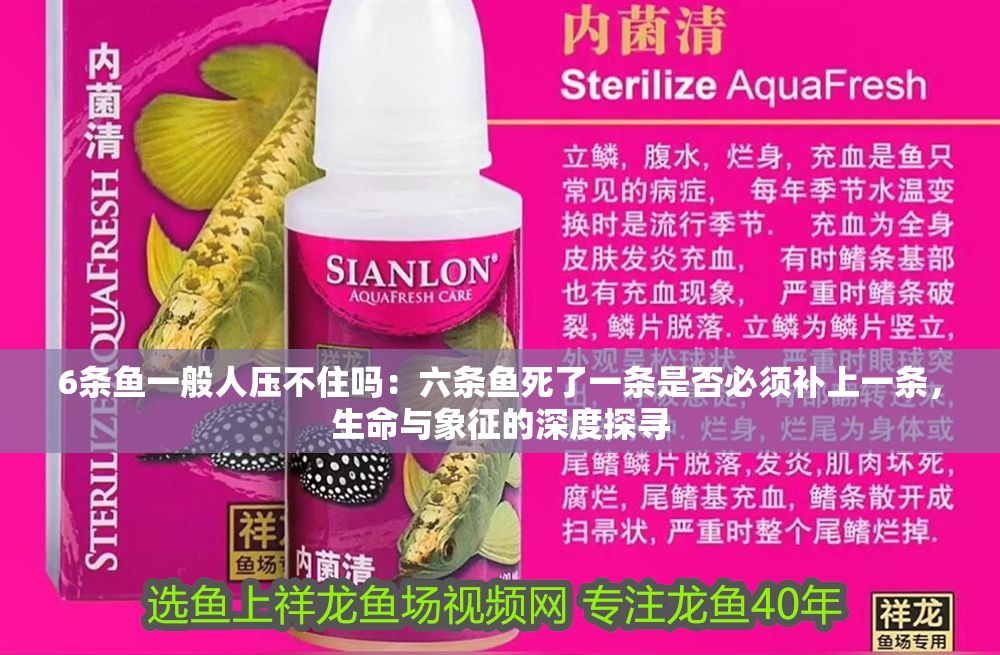 詳細(xì)閱讀:6條魚一般人壓不住嗎:六條魚死了一條是否必須補上一條,生命與象征的深度探尋 6條魚一般人壓不住嗎:六條魚死了一條是否必須補上一條,生命與象征的深度探尋