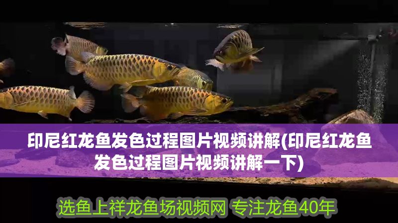 印尼紅龍魚發(fā)色過程圖片視頻講解(印尼紅龍魚發(fā)色過程圖片視頻講解一下) 印尼紅龍魚發(fā)色過程圖片視頻講解(印尼紅龍魚發(fā)色過程圖片視頻講解一下) 紅龍魚百科 第1張