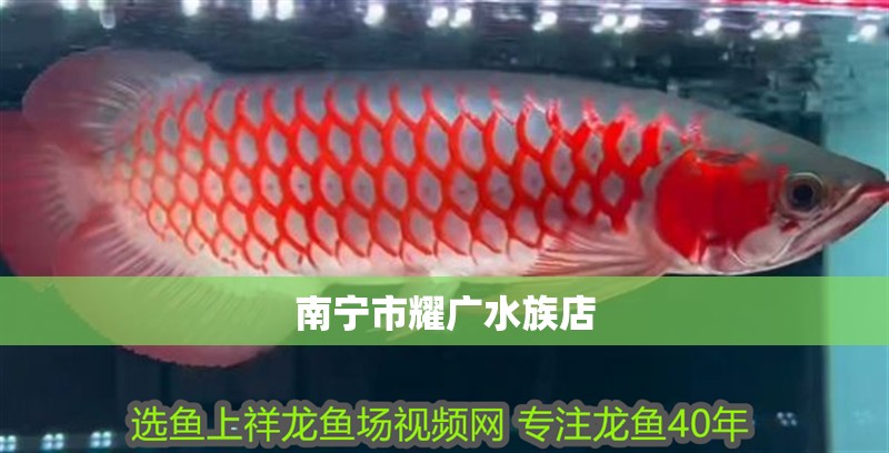 印尼虎魚多少溫度飼養最好:印尼虎魚多少溫度飼養最好印尼虎魚多少溫度飼養最好 南寧市耀廣水族店 全國水族館企業名錄 南寧市耀廣水族店 南寧市耀廣水族店 全國水族館企業名錄