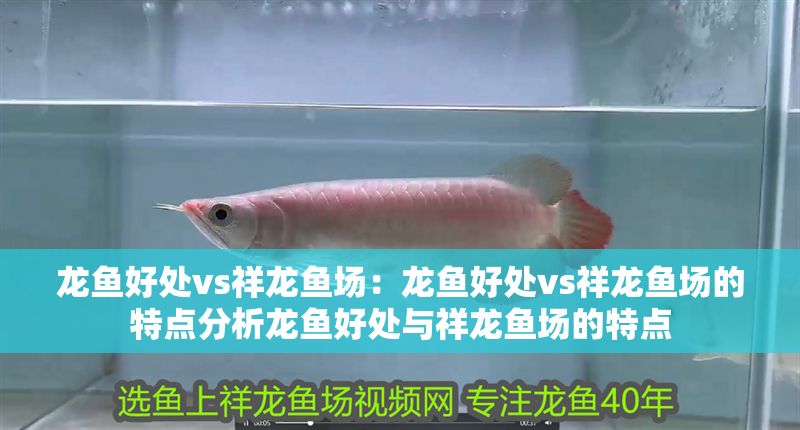 龍魚好處vs祥龍魚場：龍魚好處vs祥龍魚場的特點分析龍魚好處與祥龍魚場的特點 龍魚好處vs祥龍魚場：龍魚好處vs祥龍魚場的特點分析龍魚好處與祥龍魚場的特點 vs祥龍魚場 第1張