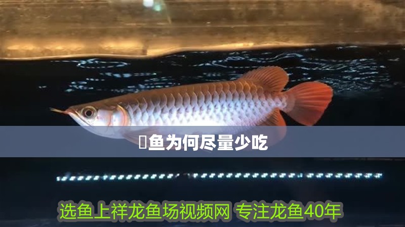 鮰魚為何盡量少吃