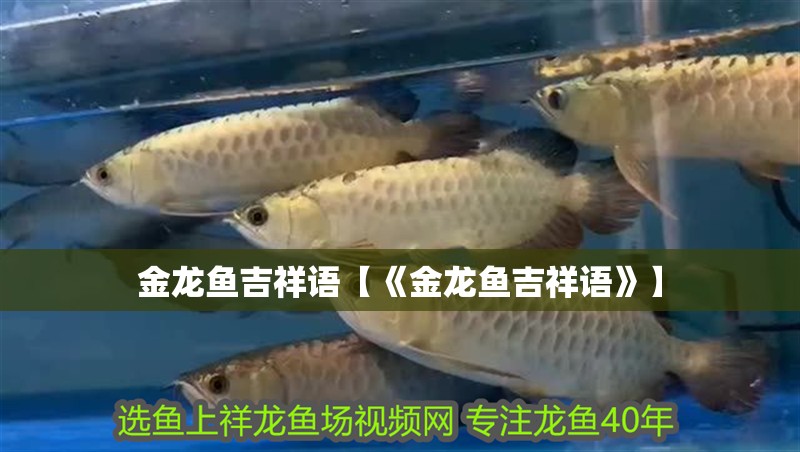 金龍魚吉祥語【《金龍魚吉祥語》】