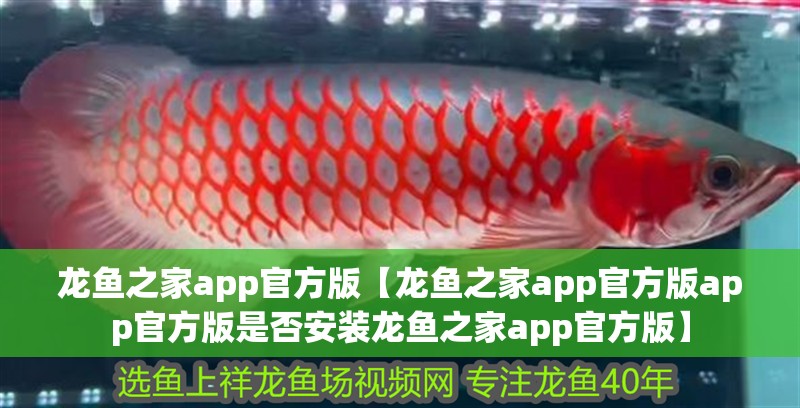 給大魚缸換水的作文:體驗給大魚缸換水的樂趣:體驗給大魚缸換水:給大魚缸換水的作文 龍魚之家app官方版【龍魚之家app官方版app官方版是否安裝龍魚之家app官方版】 水族問答 龍魚之家app官方版【龍魚之家app官方版app官方版是否安裝龍魚之家app官方版】 龍魚之家app官方版【龍魚之家app官方版app官方版是否安裝龍魚之家app官方版】 水族問答