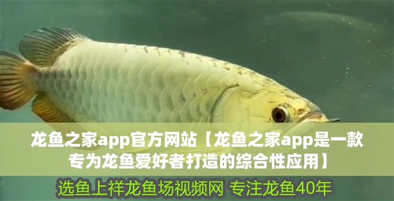 龍魚之家app官方網站【龍魚之家app是一款專為龍魚愛好者打造的綜合性應用】
