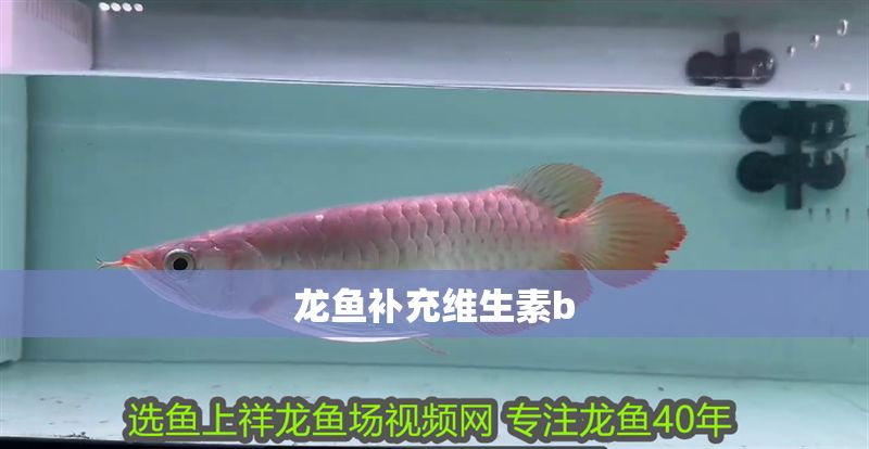 龍魚補(bǔ)充維生素b