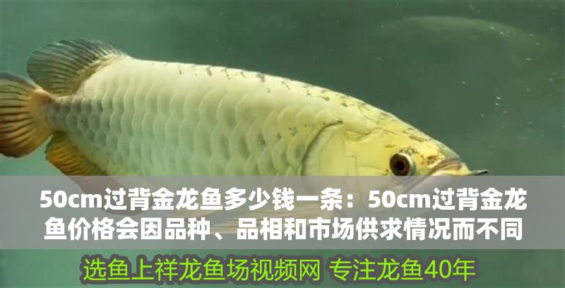 50cm過背金龍魚多少錢一條：50cm過背金龍魚價格會因品種、品相和市場供求情況而不同 50cm過背金龍魚多少錢一條：50cm過背金龍魚價格會因品種、品相和市場供求情況而不同 金龍魚百科 第1張