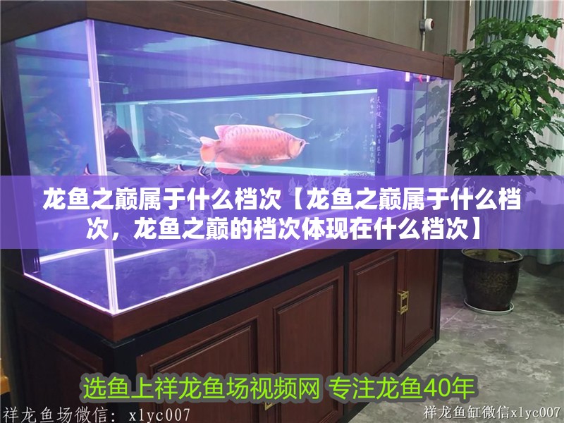 龍魚之巔屬于什么檔次【龍魚之巔屬于什么檔次，龍魚之巔的檔次體現在什么檔次】