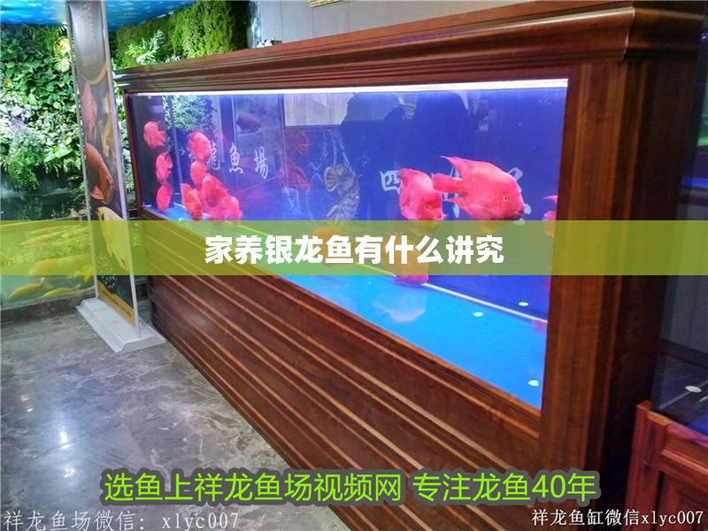 家養銀龍魚有什么講究