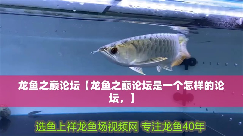 龍魚之巔論壇【龍魚之巔論壇是一個怎樣的論壇，】