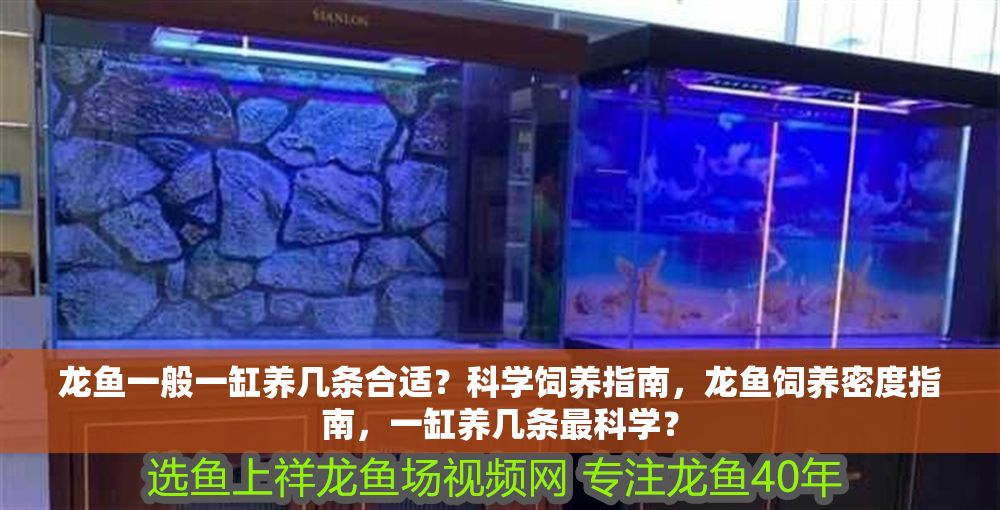 龍魚一般一缸養幾條合適?科學飼養指南,龍魚飼養密度指南,一缸養幾條最科學? 龍魚百科 第1張 龍魚一般一缸養幾條合適?科學飼養指南,龍魚飼養密度指南,一缸養幾條最科學? 龍魚一般一缸養幾條合適?科學飼養指南,龍魚飼養密度指南,一缸養幾條最科學? 龍魚百科 第1張