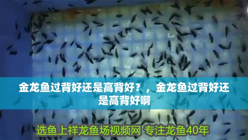 金龍魚過背好還是高背好？，金龍魚過背好還是高背好啊