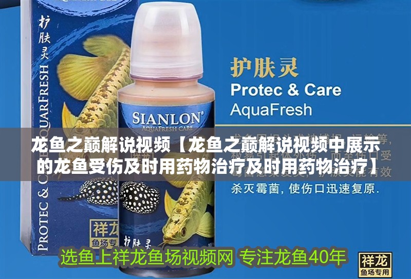 龍魚之巔解說視頻【龍魚之巔解說視頻中展示的龍魚受傷及時用藥物治療及時用藥物治療】