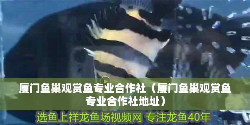 廈門魚(yú)巢觀賞魚(yú)專業(yè)合作社（廈門魚(yú)巢觀賞魚(yú)專業(yè)合作社地址）