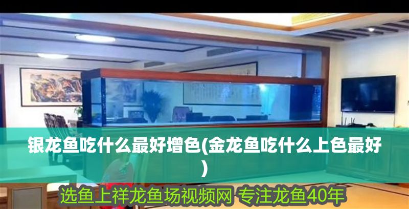 銀龍魚吃什么最好增色(金龍魚吃什么上色最好)