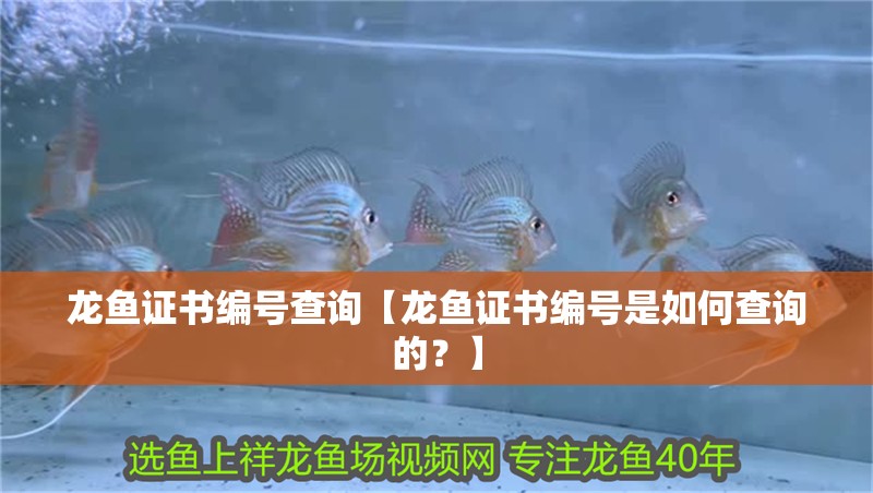 龍魚證書編號查詢【龍魚證書編號是如何查詢的？】