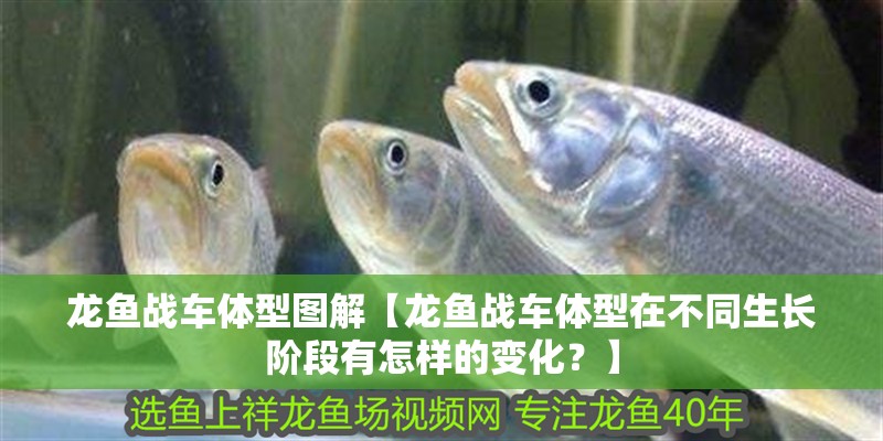 龍魚戰(zhàn)車體型圖解【龍魚戰(zhàn)車體型在不同生長(zhǎng)階段有怎樣的變化？】