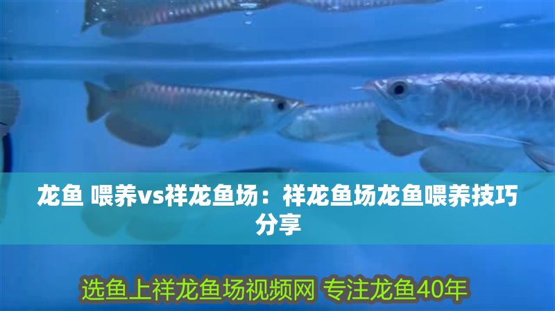 龍魚 喂養vs祥龍魚場：祥龍魚場龍魚喂養技巧分享 龍魚 喂養vs祥龍魚場：祥龍魚場龍魚喂養技巧分享 vs祥龍魚場 第1張