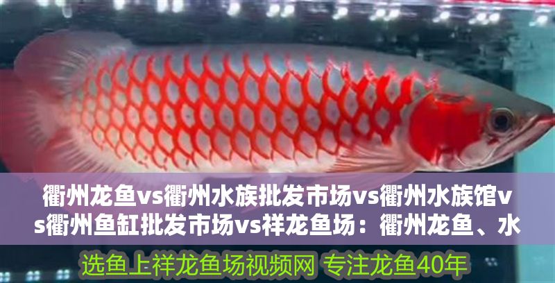衢州龍魚vs衢州水族批發市場vs衢州水族館vs衢州魚缸批發市場vs祥龍魚場：衢州龍魚、水族批發市場、水族館、魚缸批發市場價格查詢