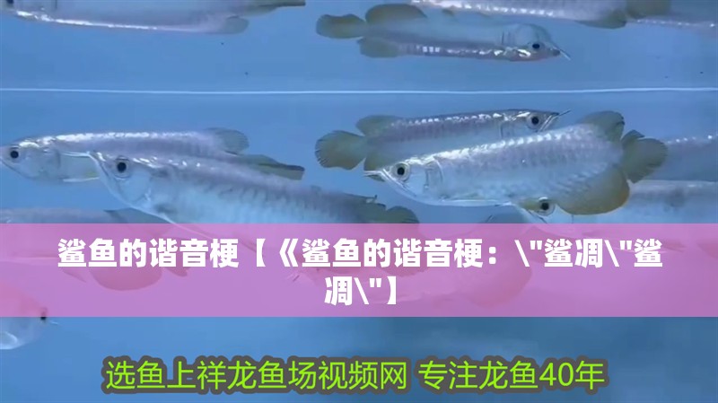 鯊魚的諧音梗【《鯊魚的諧音梗： 鯊魚的諧音梗【《鯊魚的諧音梗：\