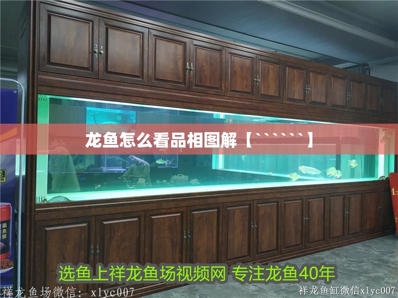 龍魚(yú)怎么看品相圖解【``````】 龍魚(yú)怎么看品相圖解【``````】 水族問(wèn)答