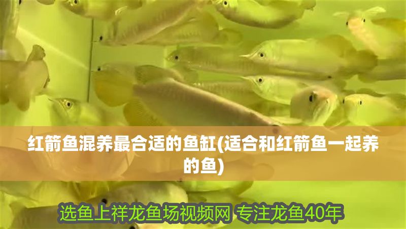 紅箭魚混養(yǎng)最合適的魚缸(適合和紅箭魚一起養(yǎng)的魚)