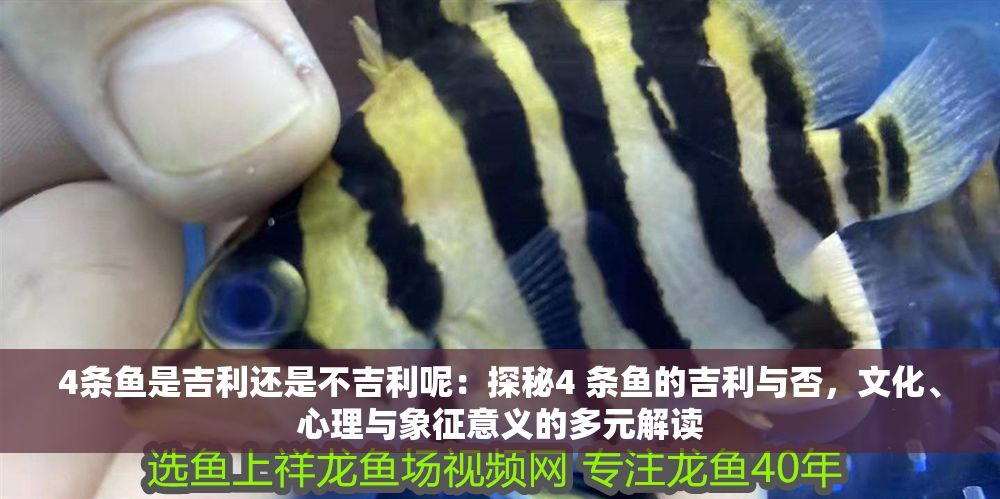 4條魚(yú)是吉利還是不吉利呢：探秘4 條魚(yú)的吉利與否，文化、心理與象征意義的多元解讀