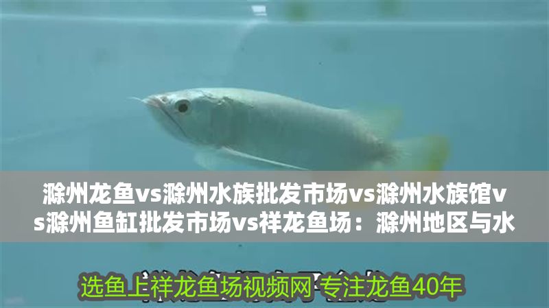 滁州龍魚vs滁州水族批發市場vs滁州水族館vs滁州魚缸批發市場vs祥龍魚場:滁州地區與水族相關行業的競爭格局 祥龍魚場各市分站 第2張 滁州龍魚vs滁州水族批發市場vs滁州水族館vs滁州魚缸批發市場vs祥龍魚場:滁州地區與水族相關行業的競爭格局 滁州龍魚vs滁州水族批發市場vs滁州水族館vs滁州魚缸批發市場vs祥龍魚場:滁州地區與水族相關行業的競爭格局 祥龍魚場各市分站 第2張