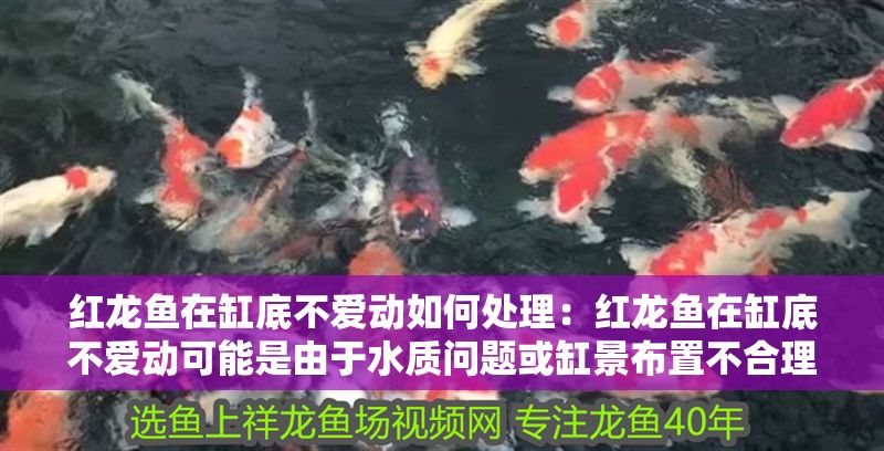 紅龍魚在缸底不愛動如何處理:紅龍魚在缸底不愛動可能是由于水質(zhì)問題或缸景布置不合理所致 紅龍魚百科 第1張 紅龍魚在缸底不愛動如何處理:紅龍魚在缸底不愛動可能是由于水質(zhì)問題或缸景布置不合理所致 紅龍魚在缸底不愛動如何處理:紅龍魚在缸底不愛動可能是由于水質(zhì)問題或缸景布置不合理所致 紅龍魚百科 第1張