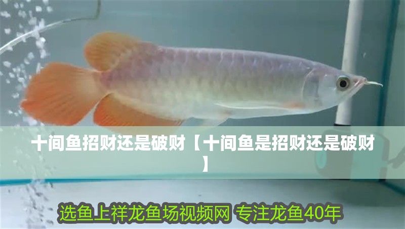 十間魚招財還是破財【十間魚是招財還是破財】
