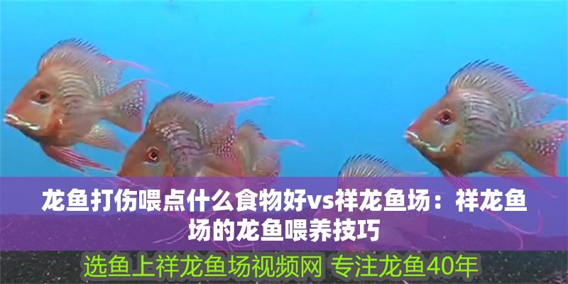 龍魚打傷喂點(diǎn)什么食物好vs祥龍魚場：祥龍魚場的龍魚喂養(yǎng)技巧