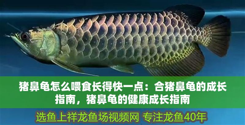 豬鼻龜怎么喂食長得快一點：合豬鼻龜的成長指南，豬鼻龜的健康成長指南