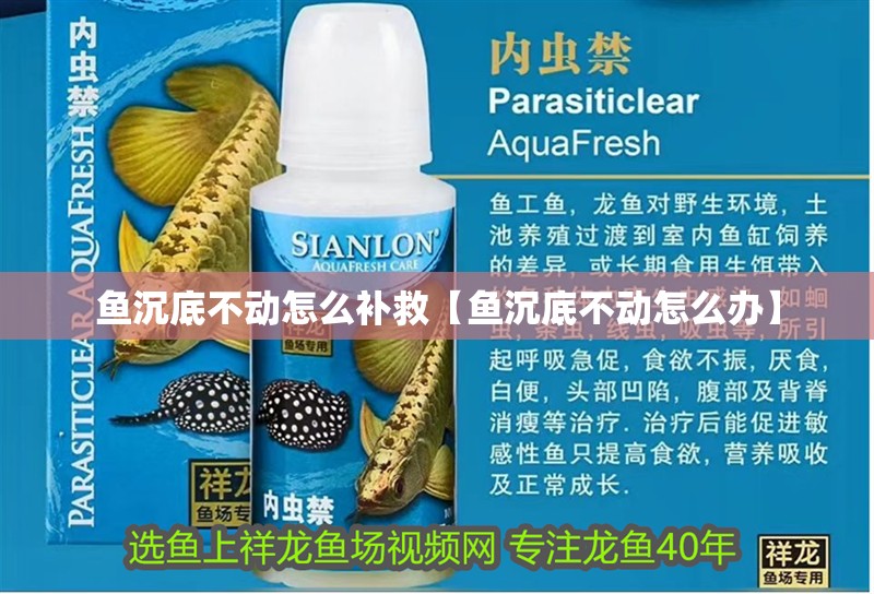 魚沉底不動怎么補救【魚沉底不動怎么辦】