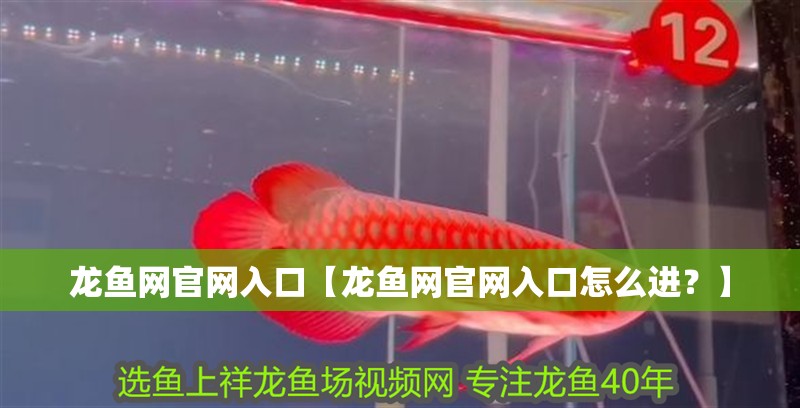 魚缸過濾器選購指南:自制魚缸過濾器魚缸上置過濾器對于養魚愛好者的必備知識 龍魚網官網入口【龍魚網官網入口怎么進?】 水族問答 龍魚網官網入口【龍魚網官網入口怎么進?】 龍魚網官網入口【龍魚網官網入口怎么進?】 水族問答