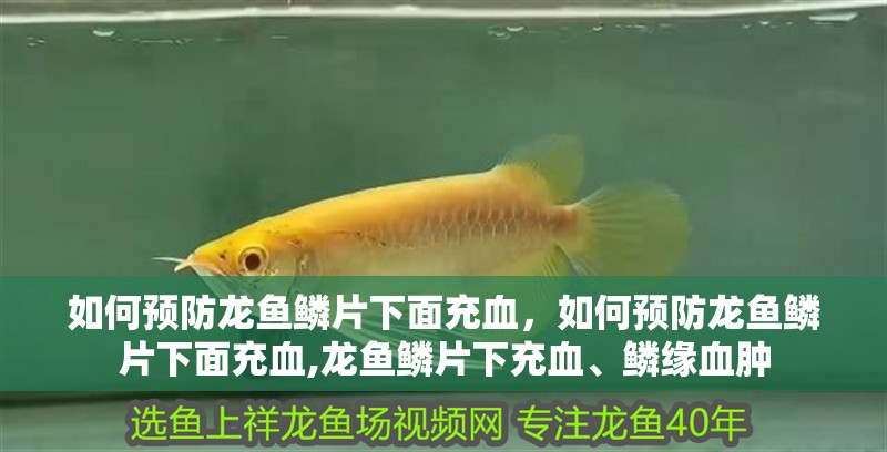鸚鵡魚和銀龍魚混養(yǎng)怎樣喂食 如何預(yù)防龍魚鱗片下面充血,如何預(yù)防龍魚鱗片下面充血,龍魚鱗片下充血、鱗緣血腫 龍魚百科 如何預(yù)防龍魚鱗片下面充血,如何預(yù)防龍魚鱗片下面充血,龍魚鱗片下充血、鱗緣血腫 如何預(yù)防龍魚鱗片下面充血,如何預(yù)防龍魚鱗片下面充血,龍魚鱗片下充血、鱗緣血腫 龍魚百科