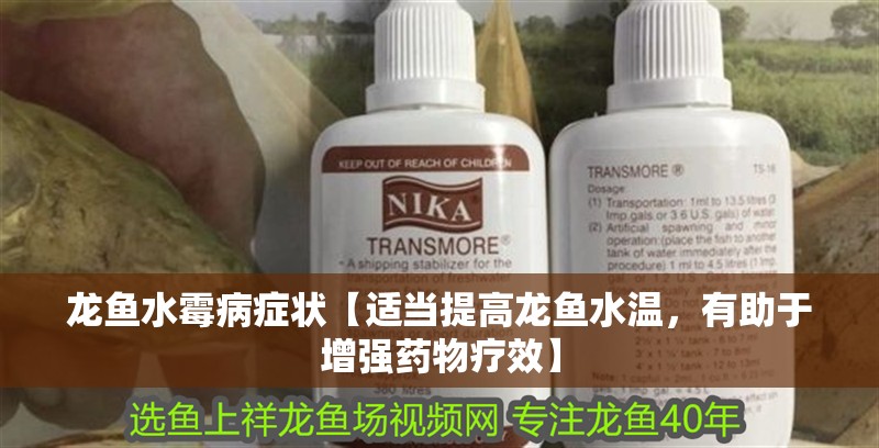 龍魚水霉病癥狀【適當(dāng)提高龍魚水溫，有助于增強藥物療效】 龍魚水霉病癥狀【適當(dāng)提高龍魚水溫，有助于增強藥物療效】 水族問答