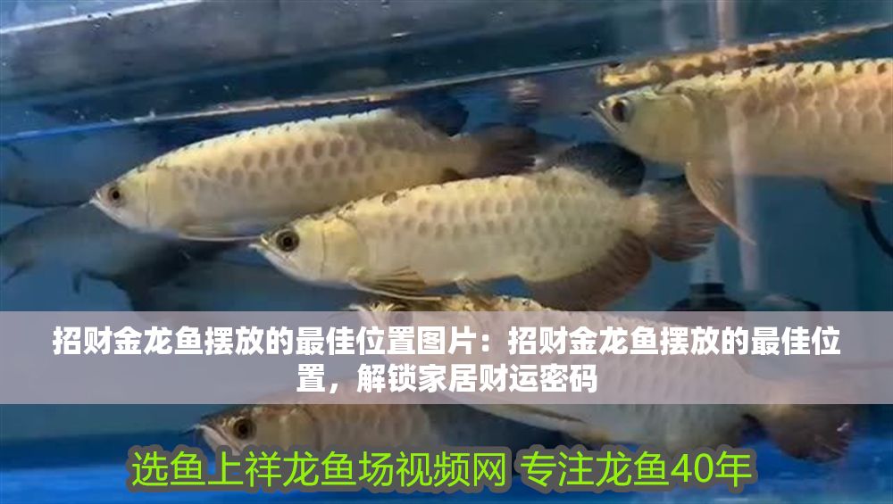 招財金龍魚擺放的最佳位置圖片：招財金龍魚擺放的最佳位置，解鎖家居財運密碼