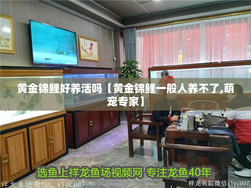 黃金錦鯉好養(yǎng)活嗎【黃金錦鯉一般人養(yǎng)不了,萌寵專家】