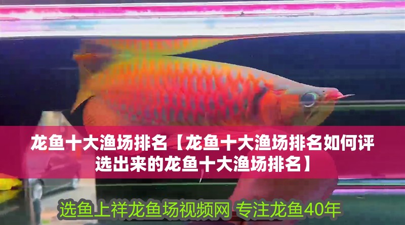 龍魚十大漁場排名【龍魚十大漁場排名如何評選出來的龍魚十大漁場排名】