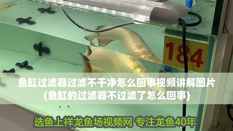 魚缸過濾器過濾不干凈怎么回事視頻講解圖片(魚缸的過濾器不過濾了怎么回事)