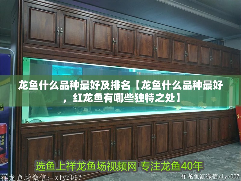 龍魚什么品種最好及排名【龍魚什么品種最好，紅龍魚有哪些獨特之處】