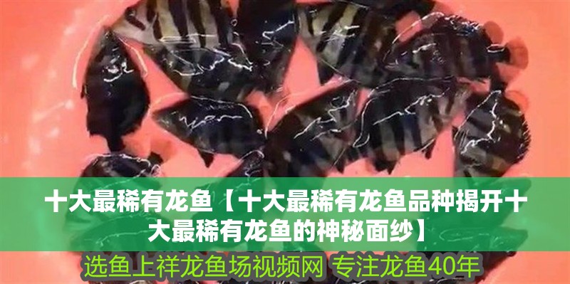 十大最稀有龍魚(yú)【十大最稀有龍魚(yú)品種揭開(kāi)十大最稀有龍魚(yú)的神秘面紗】