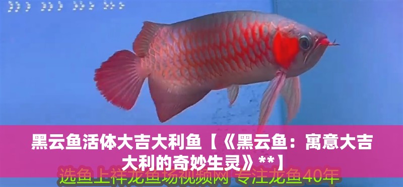 鸚鵡魚和銀龍魚混養怎樣喂食 黑云魚活體大吉大利魚【《黑云魚:寓意大吉大利的奇妙生靈》**】 龍魚論壇 黑云魚活體大吉大利魚【《黑云魚:寓意大吉大利的奇妙生靈》**】 黑云魚活體大吉大利魚【《黑云魚:寓意大吉大利的奇妙生靈》**】 龍魚論壇