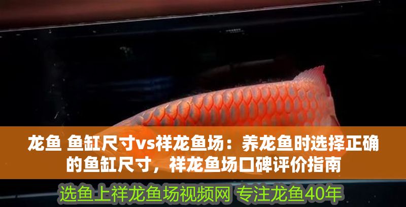 龍魚 魚缸尺寸vs祥龍魚場：養龍魚時選擇正確的魚缸尺寸，祥龍魚場口碑評價指南