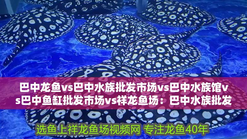 巴中龍魚vs巴中水族批發市場vs巴中水族館vs巴中魚缸批發市場vs祥龍魚場：巴中水族批發市場